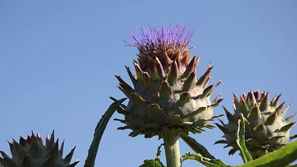 Hình ảnh liên quan