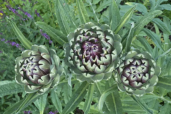 Hình ảnh liên quan