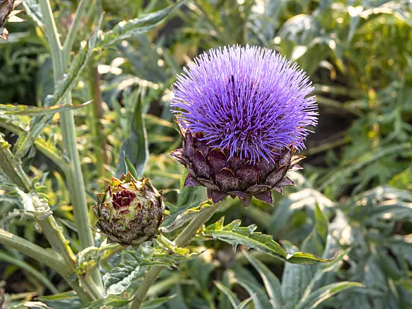 Hình ảnh liên quan