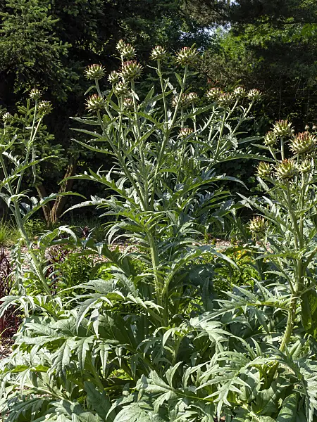 Hình ảnh liên quan