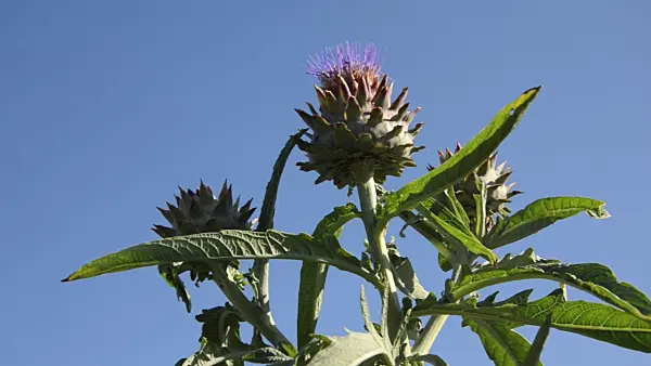 Hình ảnh liên quan