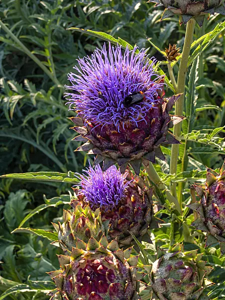 Hình ảnh liên quan