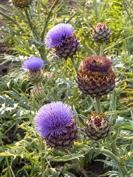 Hình ảnh liên quan