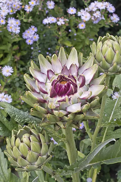 Hình ảnh liên quan