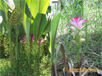 Hình ảnh liên quan