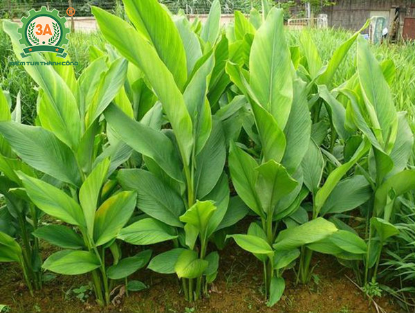 Hình ảnh liên quan