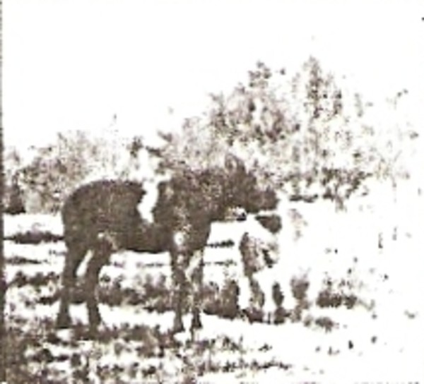 The Little Herdsman