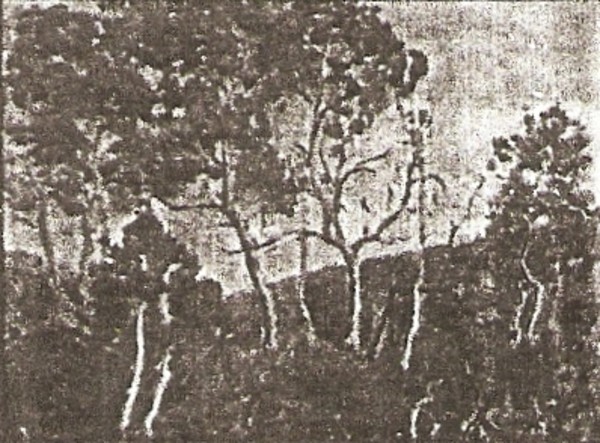 Dwarf Aspens