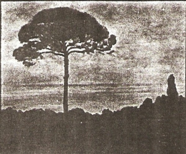 The Umbrella Tree