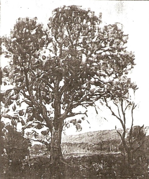 Tree Study