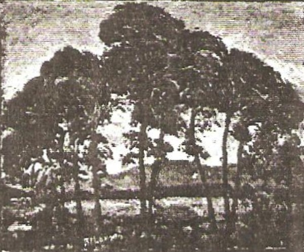 The Vista