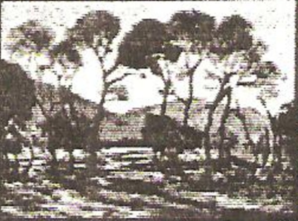 The Old Field Fence