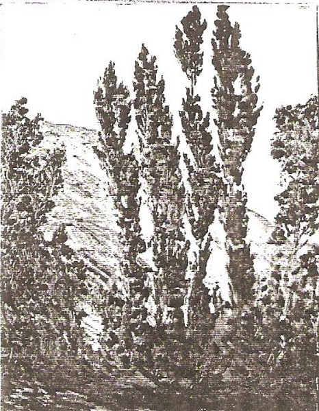 Spanish Poplars