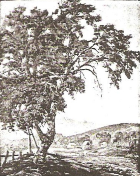 Lone Cottonwood