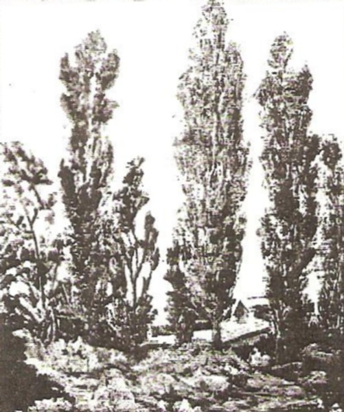Poplars