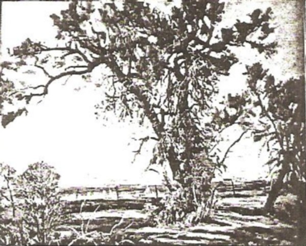 Black Willows