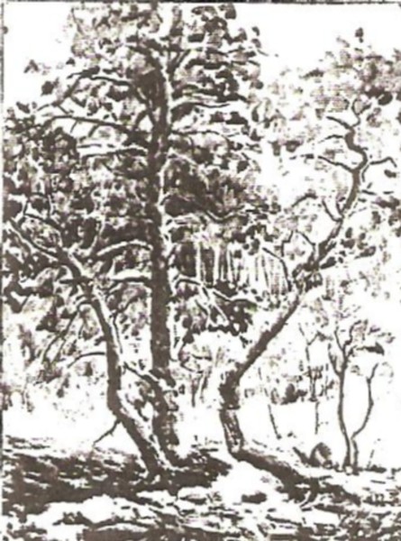 Battle Scarred Aspen
