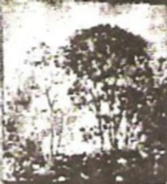 Mountain Maple