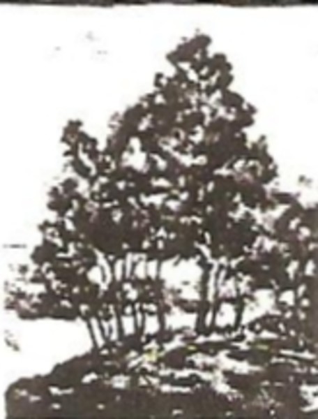 Young Trees