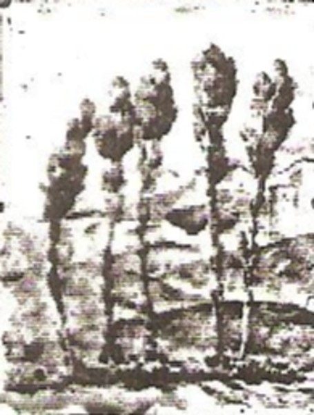 Poplars