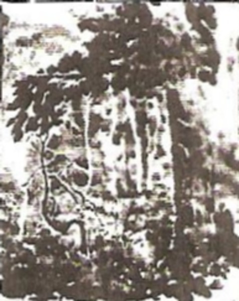 Edge of Forest