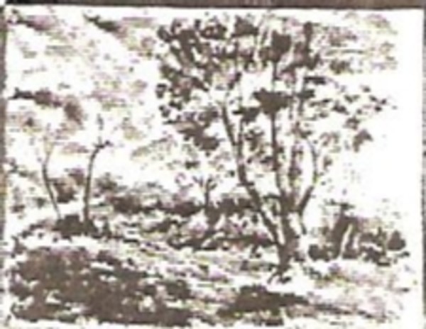 Spring Foliage