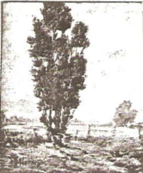 Lone Poplar
