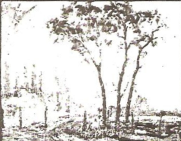 West Drive Trees