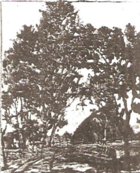 Haystack and Trees
