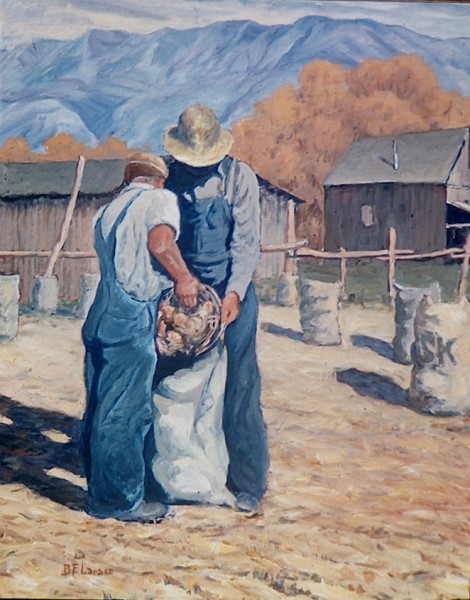 Onion Harvest
