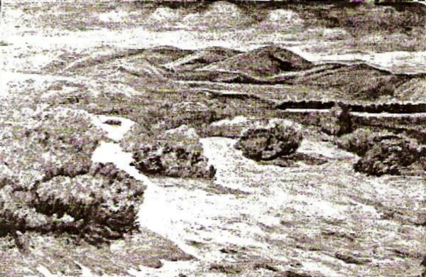 Rabbit Brush