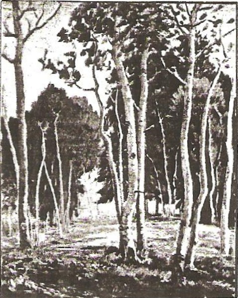 Aspens