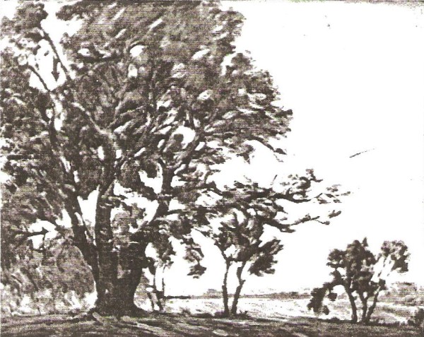 Mormon Tree at Winter Quarters