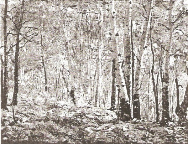 Yellow Aspens