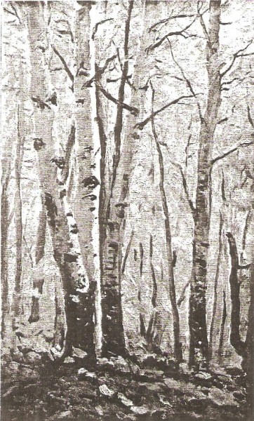 Edge of the Grove