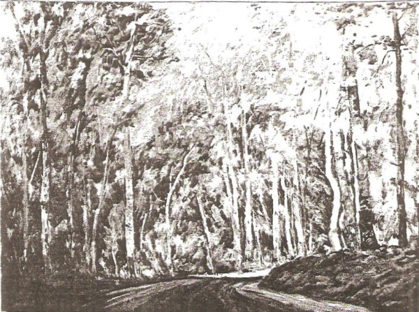 Sunlit Grove
