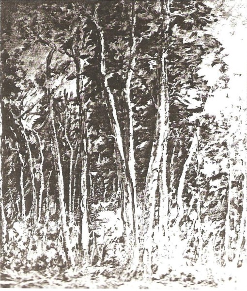 Gray Aspens