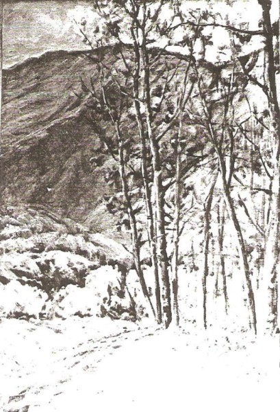 Somber Aspens