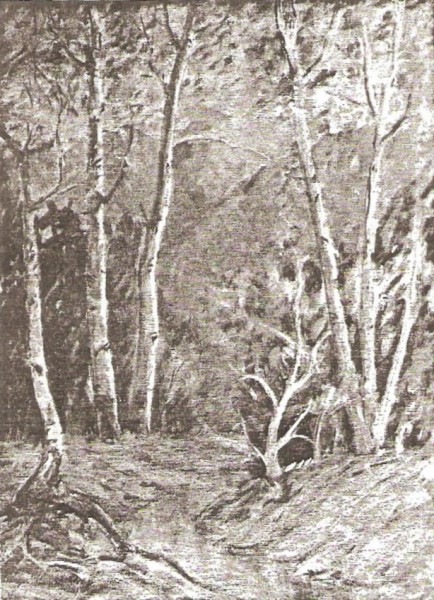 A Placid Mountain Stream