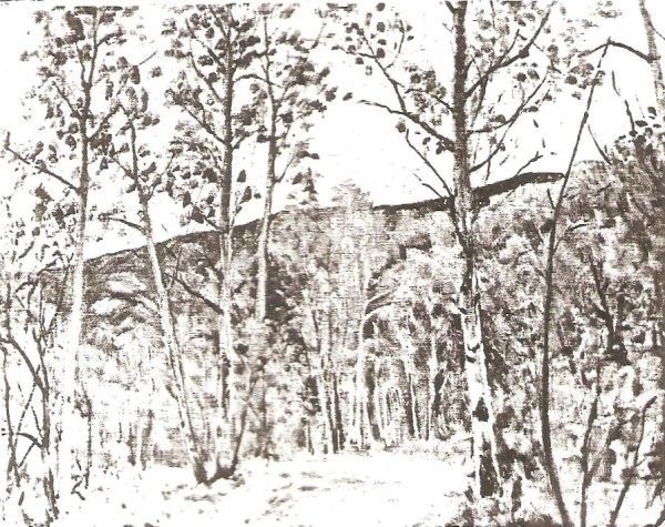 Young Aspens