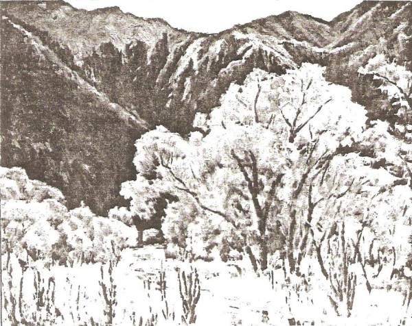 Canyon Cottonwood