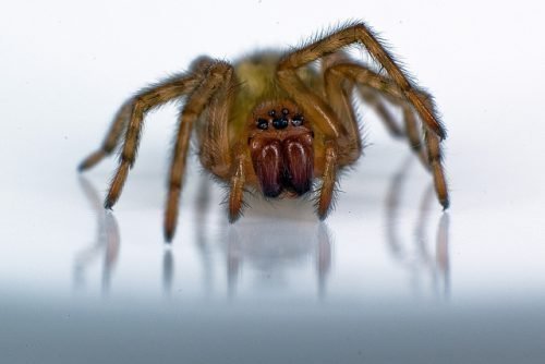 Домовой паук Tegenaria domestica