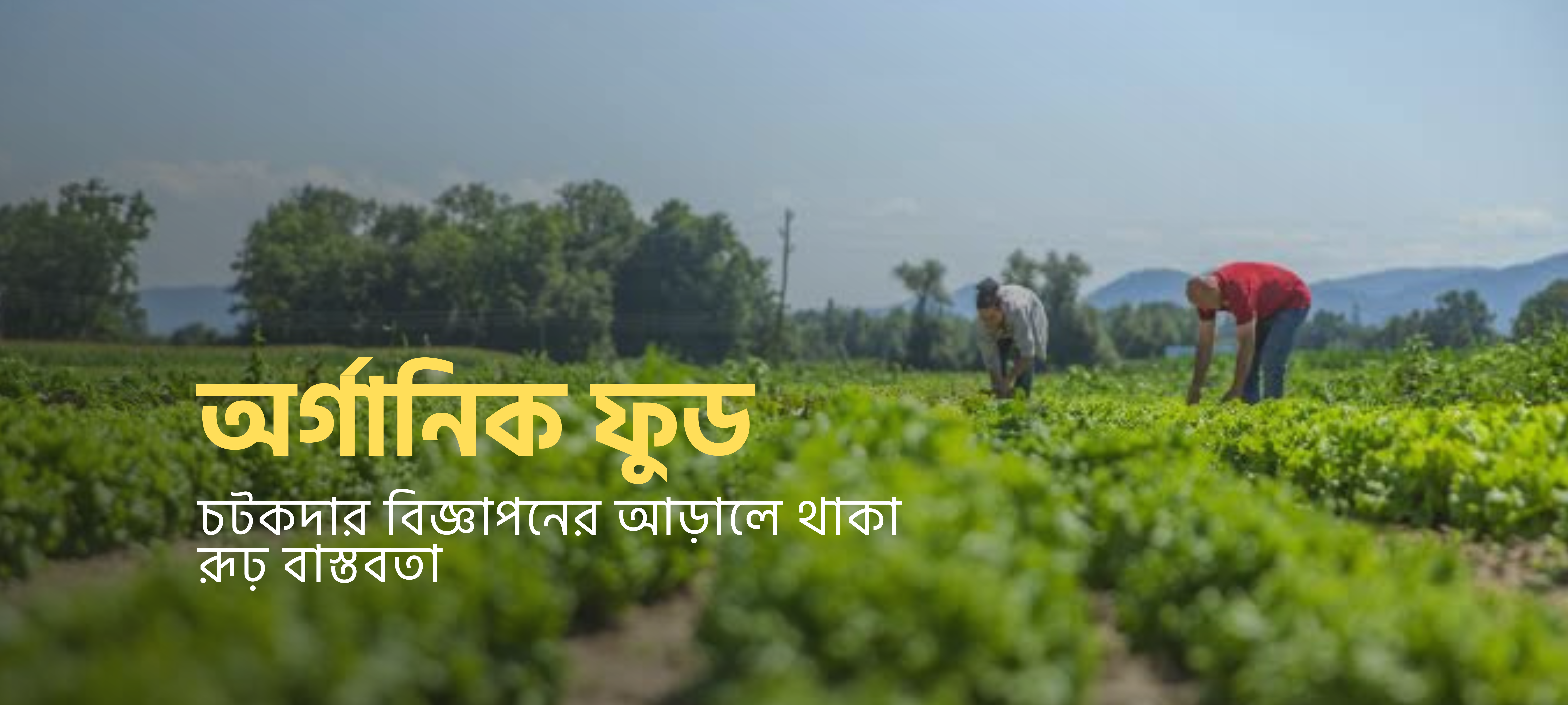 অর্গানিক মাংস বা ডিম(মনভোলানো বিজ্ঞাপন বনাম বাস্তবতা)