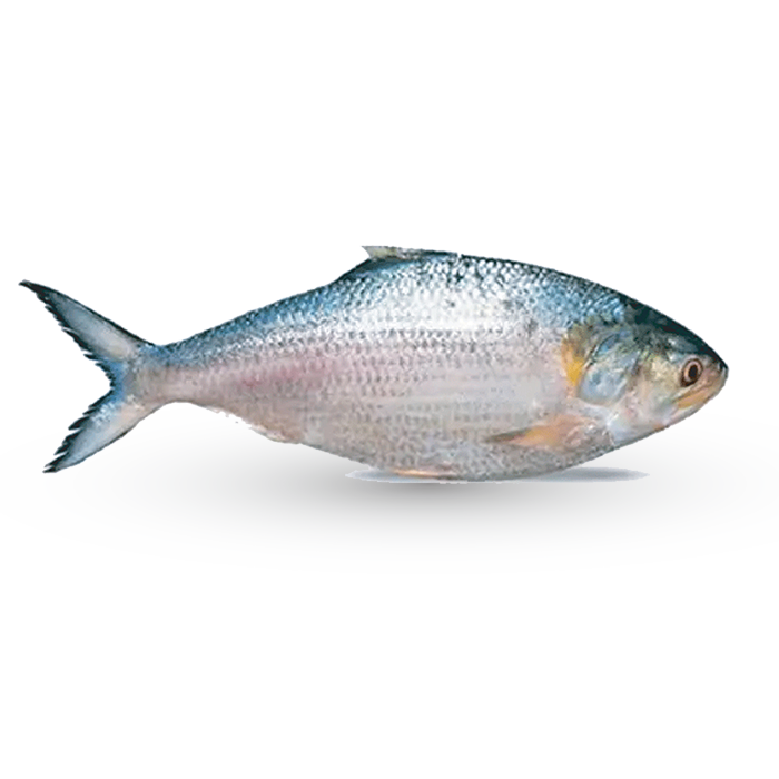 Hilsa Fish-1kg size পদ্মার ইলিশ (১কেজি সাইজ) per kg