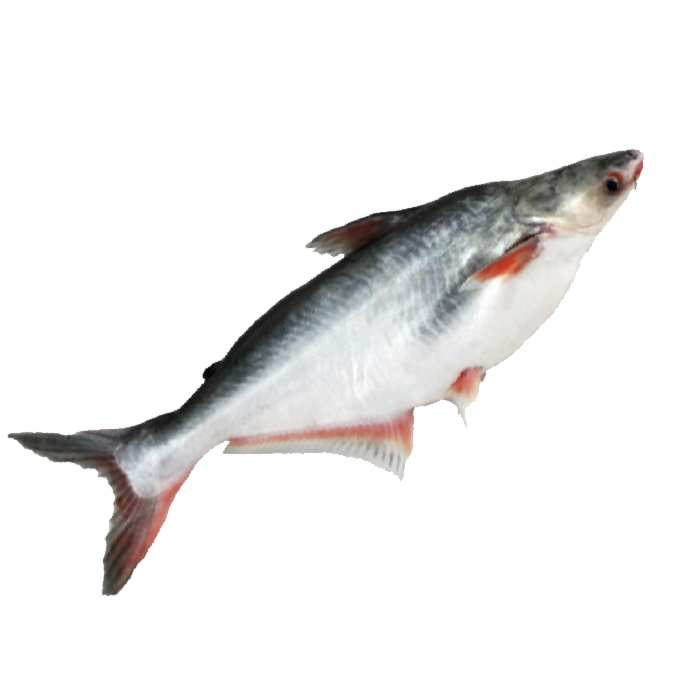 River Pangas fish(6-12 kg size) per kg