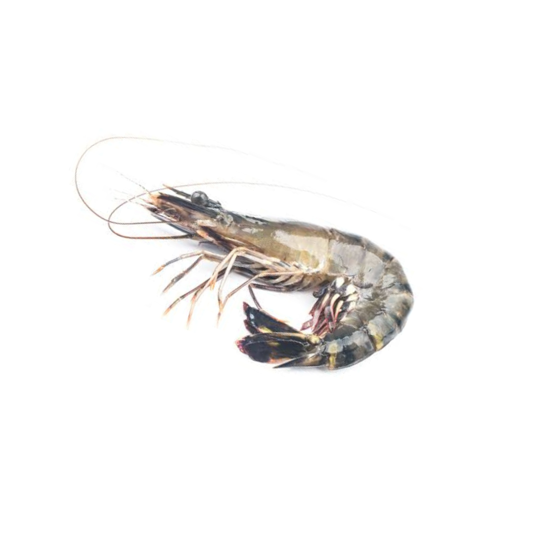 Bagda Chingri (বাগদা চিংড়ি) per kg