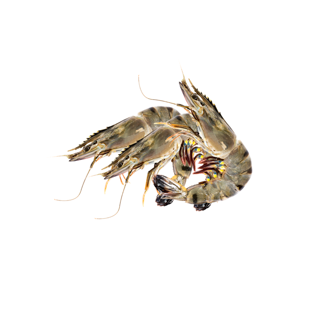 River Golda Fish (4-6 pcs per kg) নদীর গলদা per kg