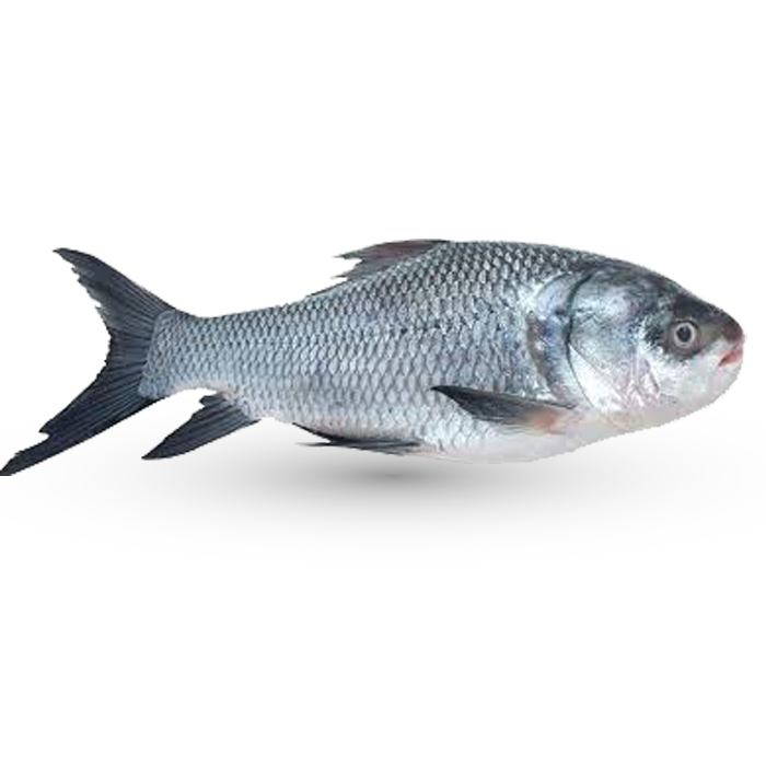 River Katla (নদীর কাতলা(৩-৪ কেজি সাইজ) per kg