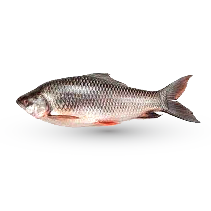 River Rui (2-3.5 kg size) নদীর রুই(২-৩.৫ কেজি সাইজ) per kg