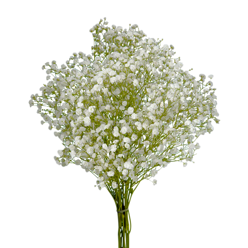 Gypsophila